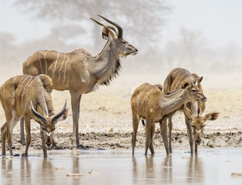Thane: To Save Wildlife, Thane H’way May be Elevated at Two Spots